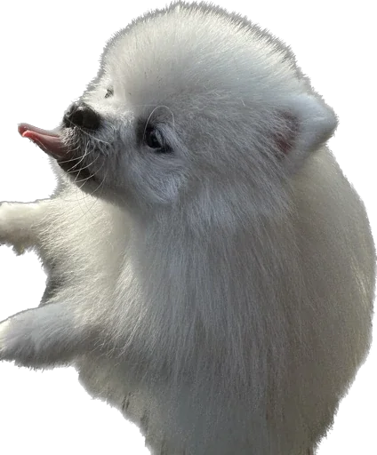 pyonya sticker pack icon
